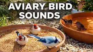Aviary Bird Sounds &ndash; Calm & Natural Bird Audio