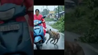 a hyena attacking a girl #hyenas #hyena #lakadbaggha #fun #rainyseasonvibes #ai #art #adventure #x