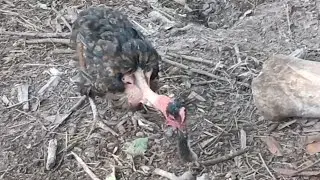 Курица пожирает мышь