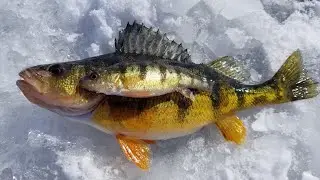 FINGER LAKES PERCH, Weeding Through a Ton of Dinks for a Couple Keepers