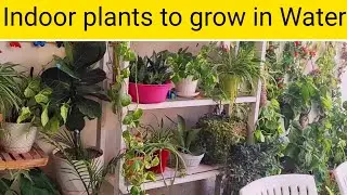 10+house plants to grow in water for beginners|indoor plants|indoor plants!