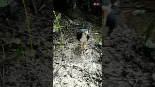 jebakan burung ruak ruak #shorts #viralvideo