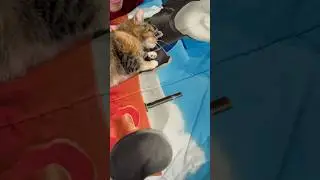 Princess Paige: It&rsquo;s My Turn for Attention #cat #cute #animals #cats #catvideos
