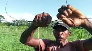 Descubre el Alambre Gratis para Tu siembra de MARACUYÁ