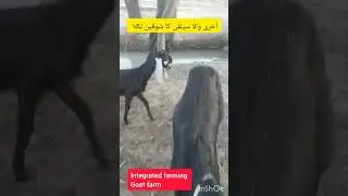 #goat #farming #agriculture #funny #entertainment #automobile #pakistan #india #subscribe #support