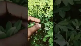 मेथी का साग खाने के आयुर्वेदिक फायदे # yt health benefits tips # yt shorts video #