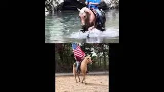 Registered Missouri Foxtrotter Palomino Gelding For Sale | Gaited/Trail/Show | Thehorsebay.com
