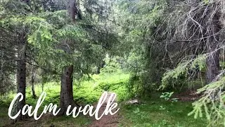 Calm walk through forest in midnight - ASMR walking, birds