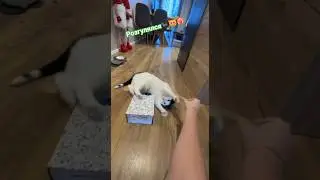 Стэтхэм розошолся🐈&zwj;⬛😻❤️&zwj;🔥 #кот #видосыоткота #cat #мемас #recommendations #mem #memes #популярное