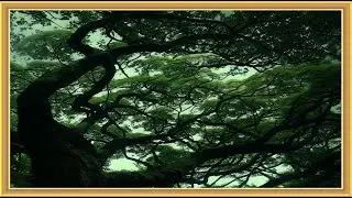 Ancient Whispers: Relaxing Gnarled Tree & Lush Green Canopy | 56-Minute Silent Art Frame