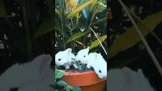 Cute rabbit in a garden pot