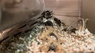 Camponotus habereri moving into a Foranto beech wood nest and DIY outworld Part 1 - 5/2/24