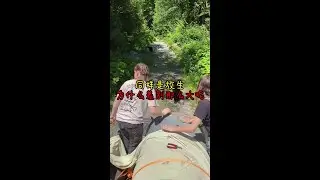 同樣是放生，為什麼區別那麼大呢#動物 #動物的迷惑行為 #放熊歸山 #動物科普