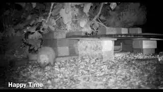 The little hedgehog and his mother diary