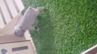 Watch this baby puppy take her first steps!
