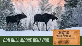 Odd Bull Moose behavior: Superior National Forest Minnesota wildlife photography Great Gray Owl