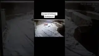 K&ouml;ye inen Kurt S&uuml;r&uuml;s&uuml; ve Tek Kangal