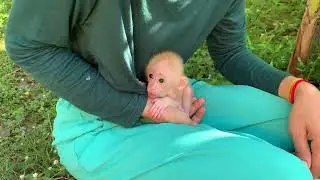 Mother take care of adorable baby monkey sharing food to eating delicious