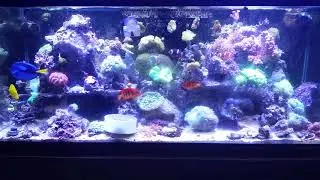 Josh and mels reef feeding