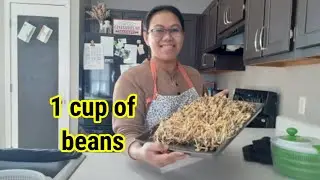 Grow, harvest, clean & cook bean sprout