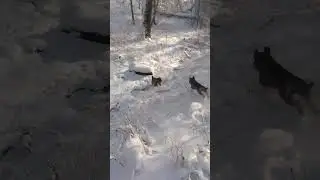 собачий командьор #україна #animals #гумор #ржакадосліз