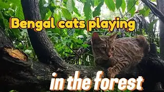 kucing bengal bermain di hutan🐈🐾🐱 #cat #cats #fyp 