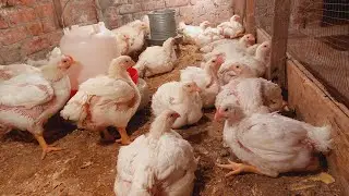 عمر الفراخ ٢٧يوم #حطى المشروب ده مع  الخلطه الصبح وغيرى فى المشروبات وانسى ان الوزن عندك يكون ضعيف👌