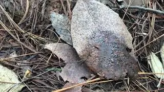17 雨后山里野生菌明显多了，大朵大朵的干巴菌捡得真爽，发财的节奏