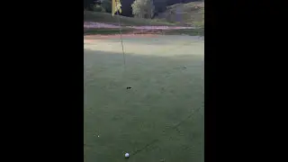 Birdie Golf! ⛳🐦