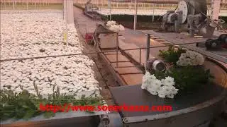 Krizantem Hasadı (Harvesting of Chrysanthemum)