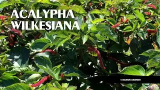 Acalypha wilkesiana  arbuste d&eacute;coratif