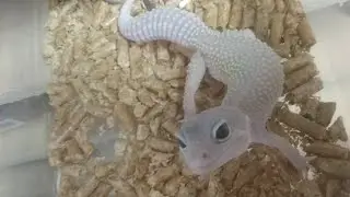 Breeding and care for superworms! Also leopard gecko morph talk.