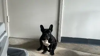 French bully had something to say 