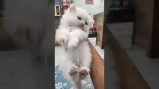 Dehradun Saharanpur Haridwar Roorkee delhi 🦮 pet shop #8445762100 Persian cat for sale🤙