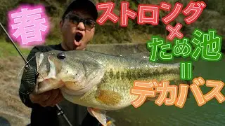 ストロング×ため池＝デカバス[RAIDJAPAN]