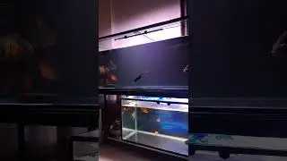 5 Feet Aquarium Setup! 3 Feet Aquarium Setup! #aquarium #shorts #aquariumtowne