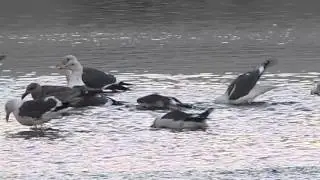 Western Gulls bathing in the L.A. river (Larus Occidentalis)