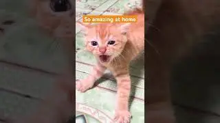 Share and support to save our stray kitties and dogs from hunger via our PayPal on bio #short #usa