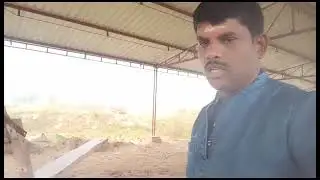 Cow Pulling Stone Oil Extraction Machine Delivered to llucknow