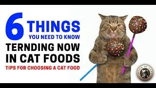 The Future of Feline Nutrition: Innovative Cat Food Products and Trends. #cat #cats #food #animals