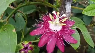 All verity. flowers Range#plant Avelable#so keep watching