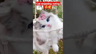 Cat swinging a swing 😍 #viral #dogs #dogshorts