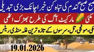 Today Wheat price in punjab//2026/munji makki till sarso/Galla mandi rate today//19.01.2026