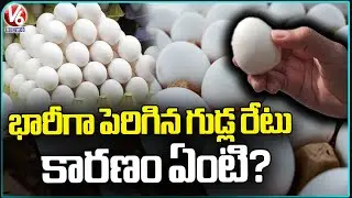 Huge Price Hike For Eggs What Is The Reason Explained | V6 News