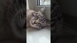 Котейка Веня Топчик