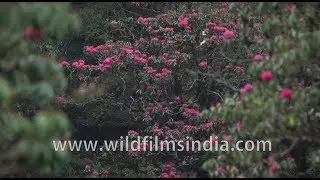 Rhododendron dominated trail passing through alpine forest to Deurali in Nepal