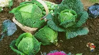 Le chou est un aliment-santé. Voici 10 variétés de choux que nous vous encourageons à cultiver