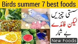 Budgies summer foods | March to August diet plan for all birds | Summer softfoods budgies parrots