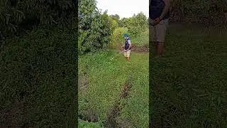Satisfying Grass Cutting in a Durian Farm 🇻🇳 | Relaxing Rural Life