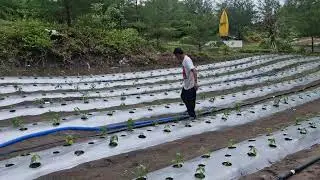 SMART FARMERS&rsquo; TRICK TO WATER CHILI PLANTS WITH MODERN HOSES! - Agriculture Farming